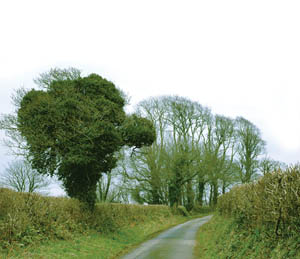 country lane.jpg